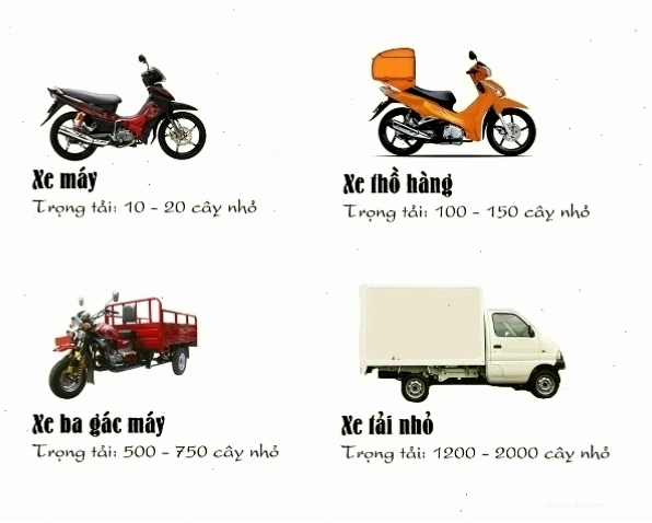 Dịch vụ vận chuyển cây cảnh chuyên nghiệp và an toàn