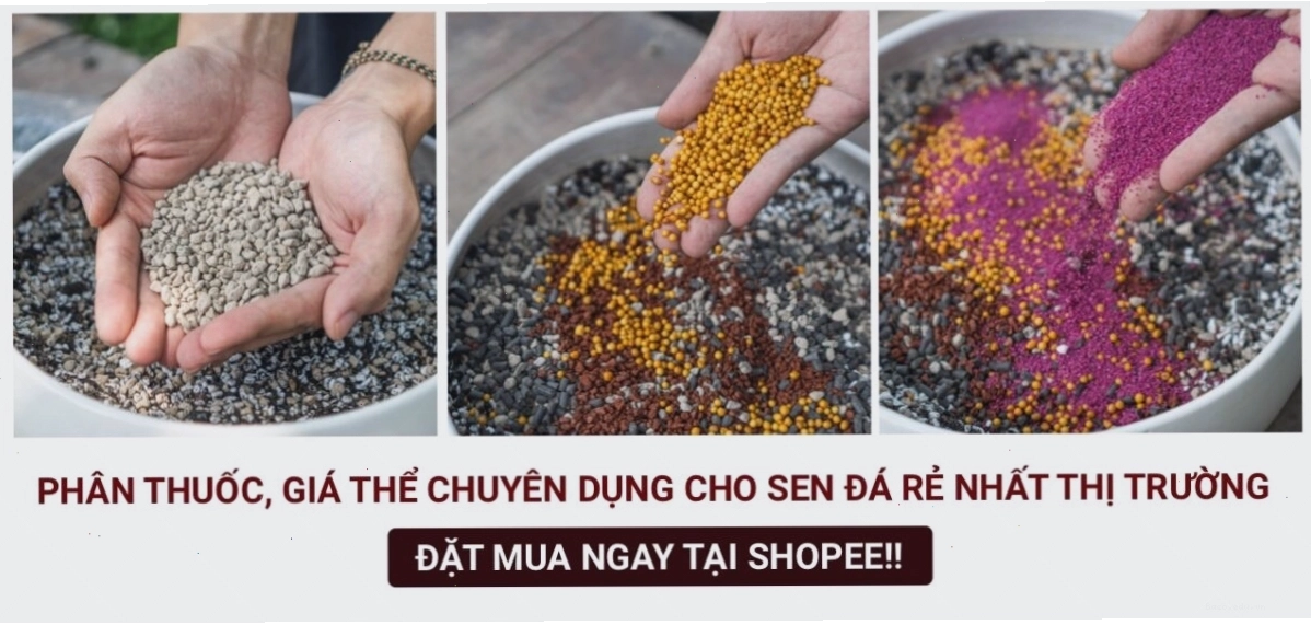 Giá thể trồng sen đá cần đảm bảo độ thoáng khí và thoát nước tốt