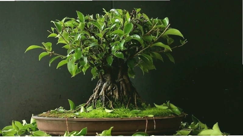 Giải đáp thắc mắc cây sung không ra quả phải làm sao