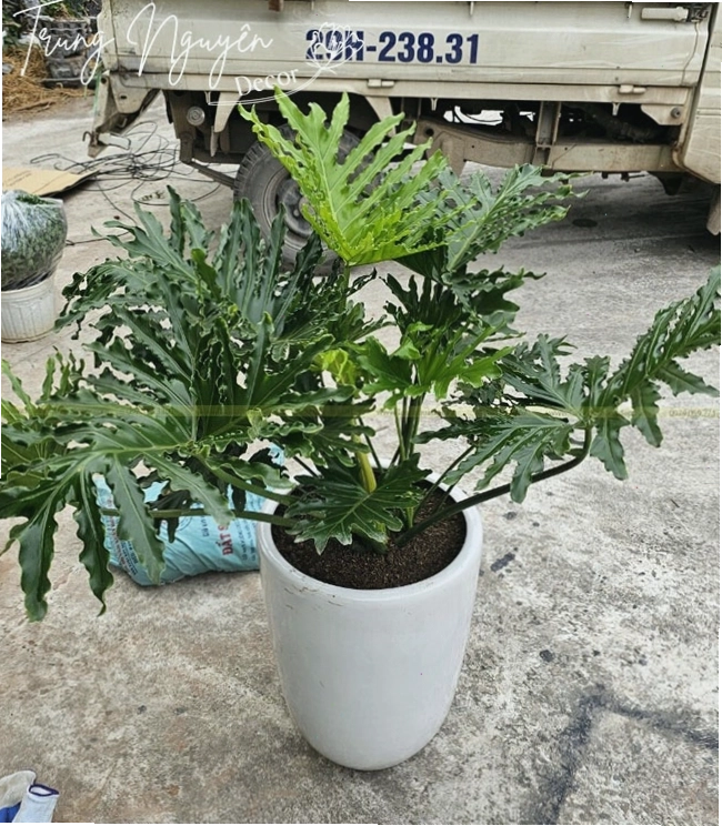 Giới thiệu chi tiết về cây Trầu Bà Thanh Xuân