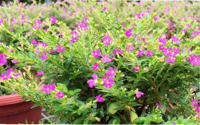 Giới thiệu tổng quan về đặc điểm của cây hoa Cẩm Tú Mai