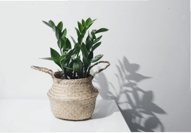 Giới thiệu tổng quan về đặc điểm và hình dáng của cây kim tiền.