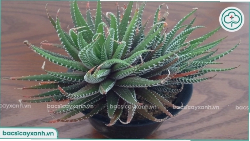 Giống sen đá móng rồng với hình dáng độc đáo