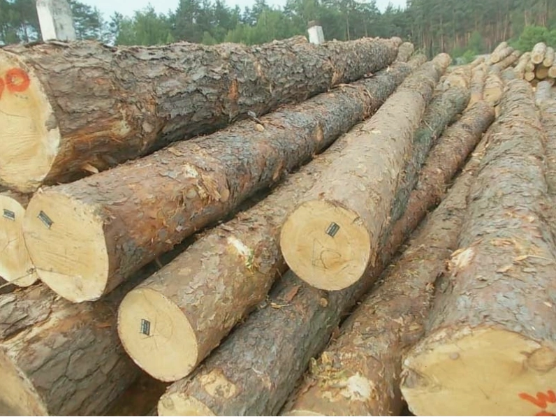 Gỗ cây thông tại Việt Nam