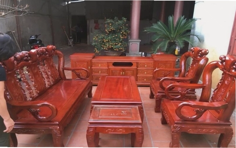 Gỗ cây xà cừ có giá trị cao trong sản xuất nội thất và xây dựng