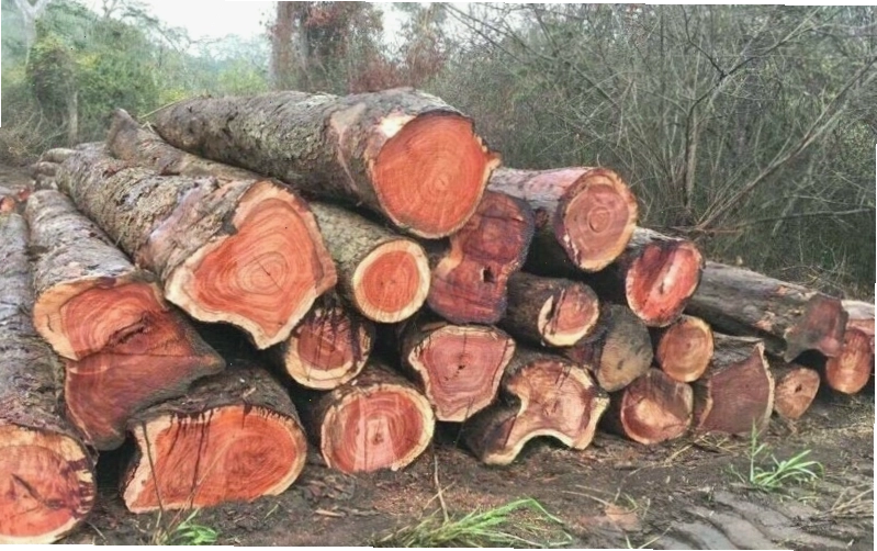 Gỗ giáng hương có giá trị kinh tế cao trên thị trường