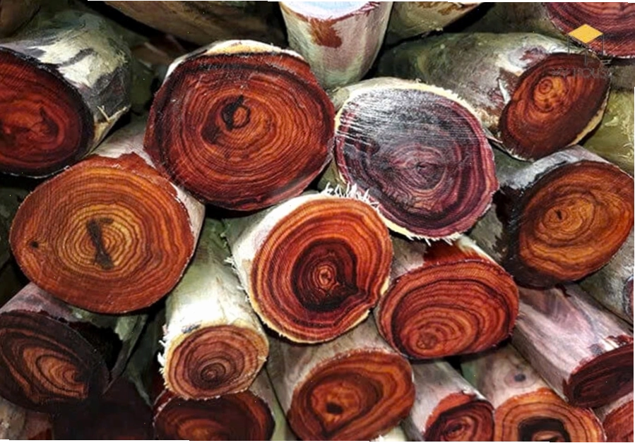 Gỗ hoàng đàn là gì