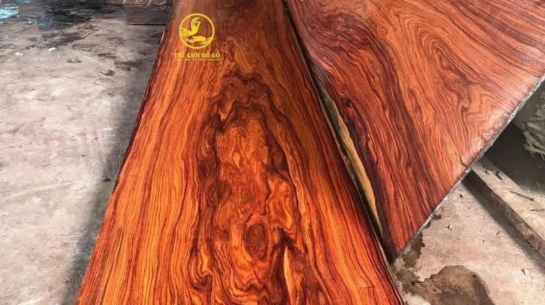 Gỗ trắc là gì? Khám phá các loại gỗ trắc quý hiếm tại Việt Nam