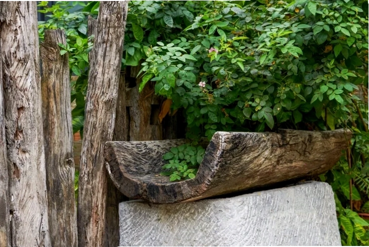Gốc cây