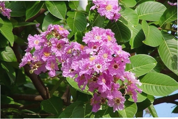 Hình ảnh cây bằng lăng nở hoa tím rực rỡ