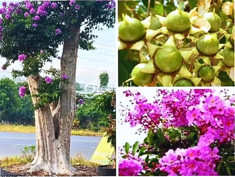 Hình ảnh cây bằng lăng trước nhà