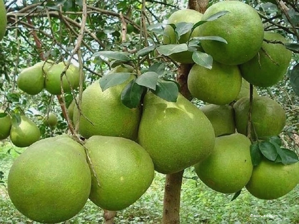 Hình ảnh cây Bưởi với những trái bưởi da xanh căng mọng