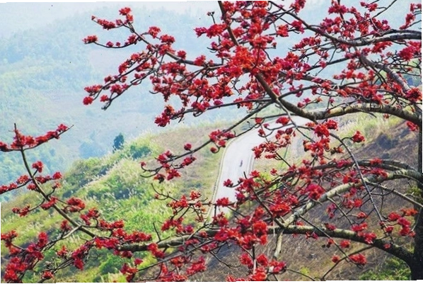 Hình ảnh cây hoa gạo vươn cao giữa bầu trời xanh