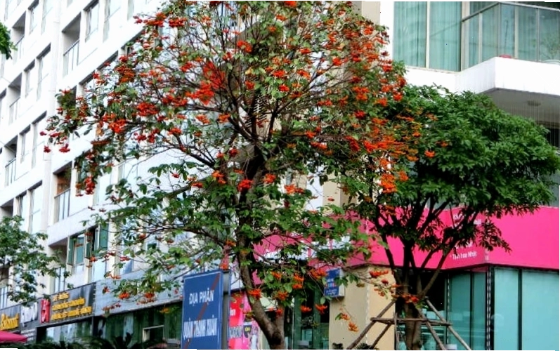 Hình ảnh cây sang trồng trên đường phố, tạo bóng mát