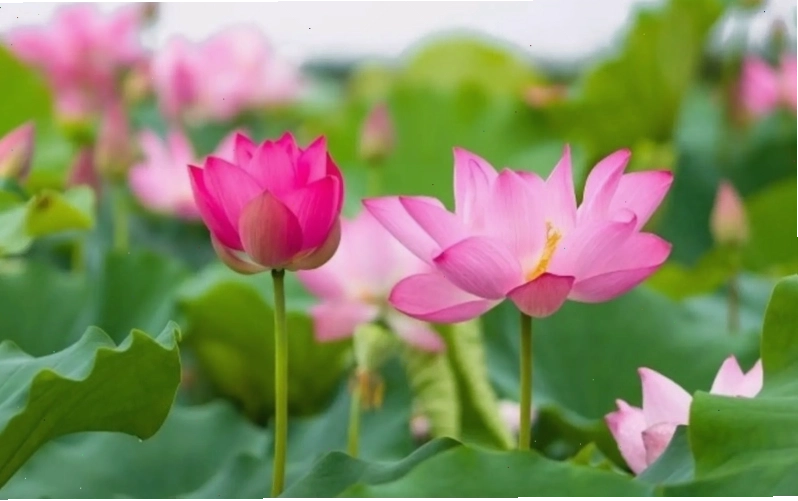 Hình ảnh cây tầm xuân trong tự nhiên