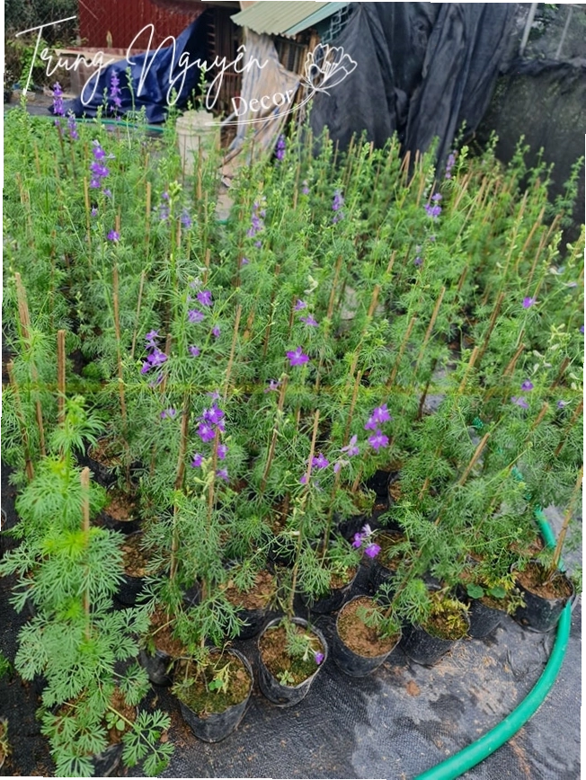 Hình ảnh đẹp của cây Violet Tím