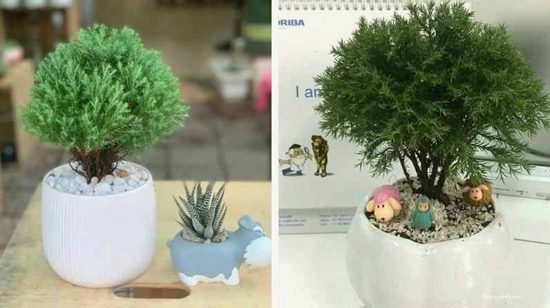 Hình ảnh đẹp về cây Tùng Bồng Lai