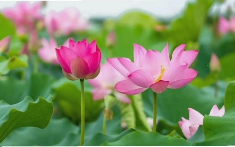 Hình ảnh hoa đỗ quyên với vẻ đẹp quyến rũ