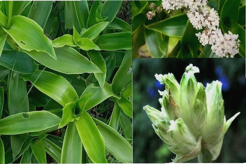 Hình ảnh lá và hoa cây lược vàng