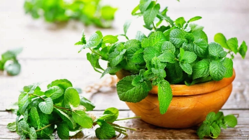 Hình ảnh minh họa cây bạc hà