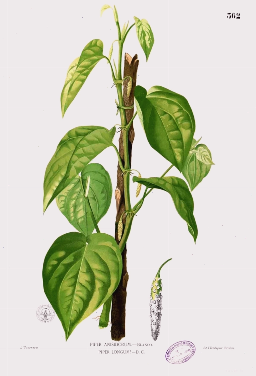Hình ảnh minh họa cây long pepper