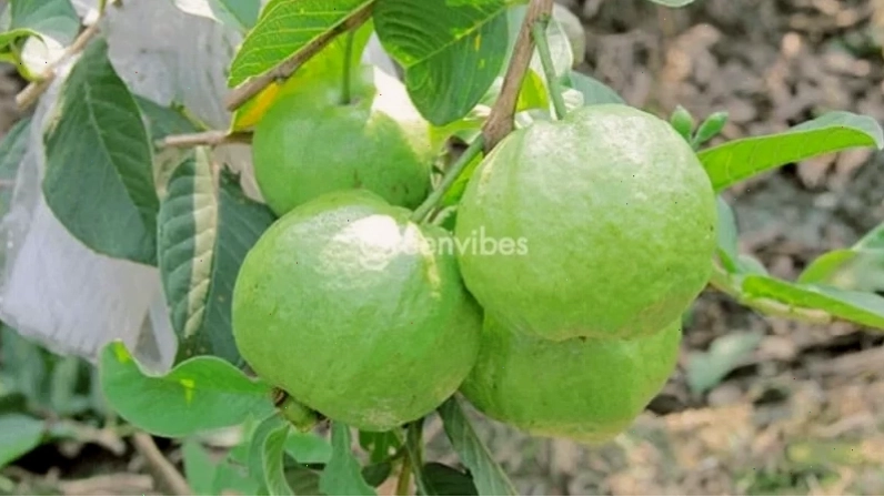 Hình ảnh minh họa cây ổi thuộc nhóm thực vật nào