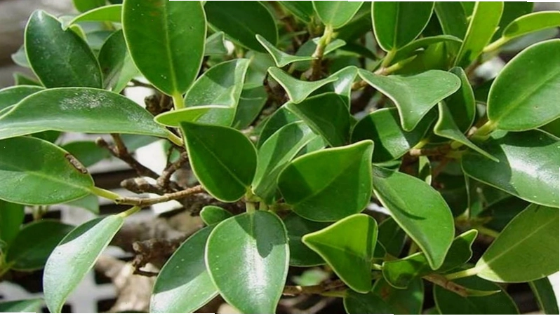 Hình ảnh minh họa cây si được sử dụng làm dược liệu trong y học cổ truyền