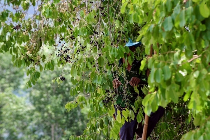 Hình ảnh minh họa trái trâm tươi ngon và các thành phần dinh dưỡng tốt cho sức khỏe