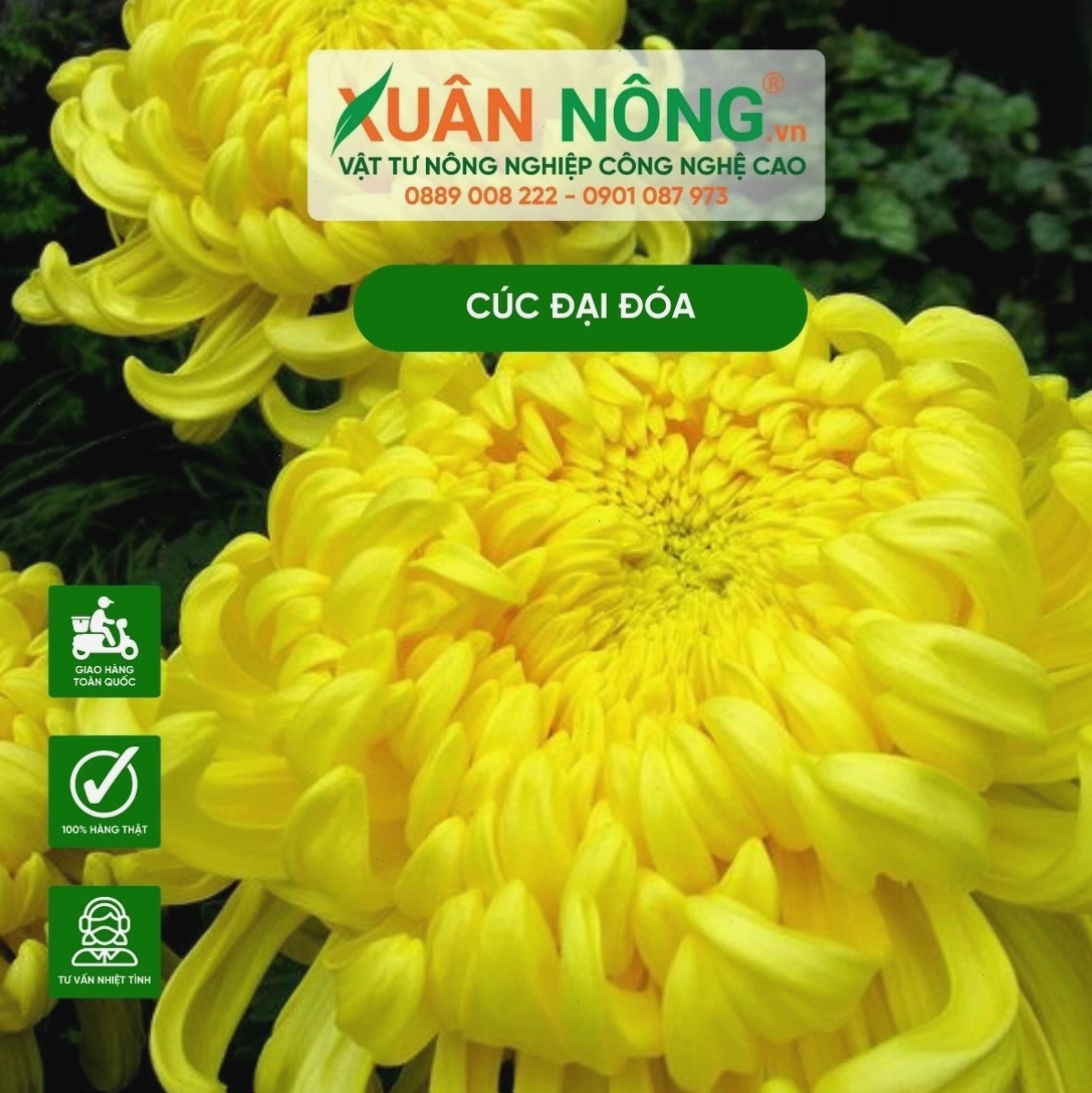 Hình ảnh minh họa ý nghĩa của hoa cúc đại đóa