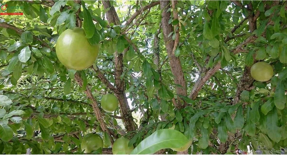 Hình ảnh quả và lá cây Đào tiên