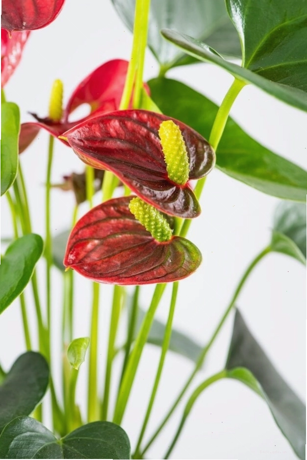 Hoa Anthurium màu đỏ rực rỡ, còn gọi là hoa Lưỡi Thủy