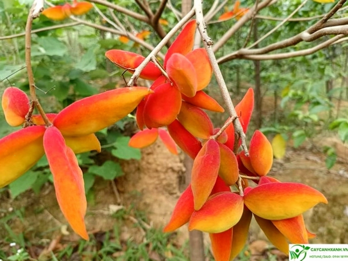 Hoa cây sang đỏ rực rỡ, biểu tượng của may mắn và tài lộc