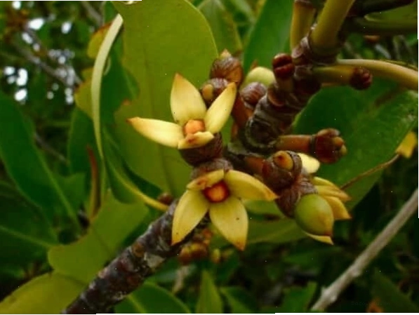 Hoa của cây Đước