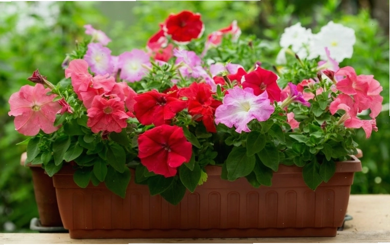 Hoa dạ yến thảo mang nhiều ý nghĩa sâu sắc về tình yêu và tình bạn