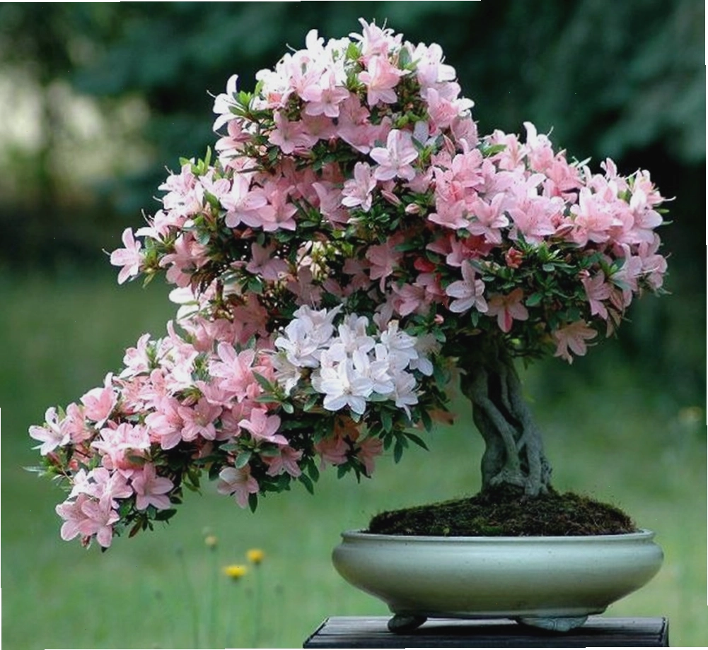 Hoa đỗ quyên mang vẻ thanh lịch, quý phái nên được dùng để trang trí không gian sống