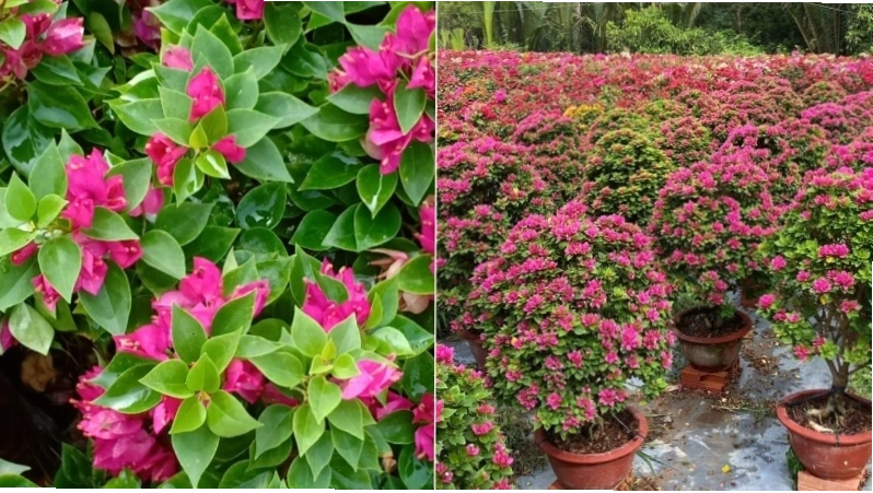 Hoa giấy Mỹ với sắc màu quyến rũ