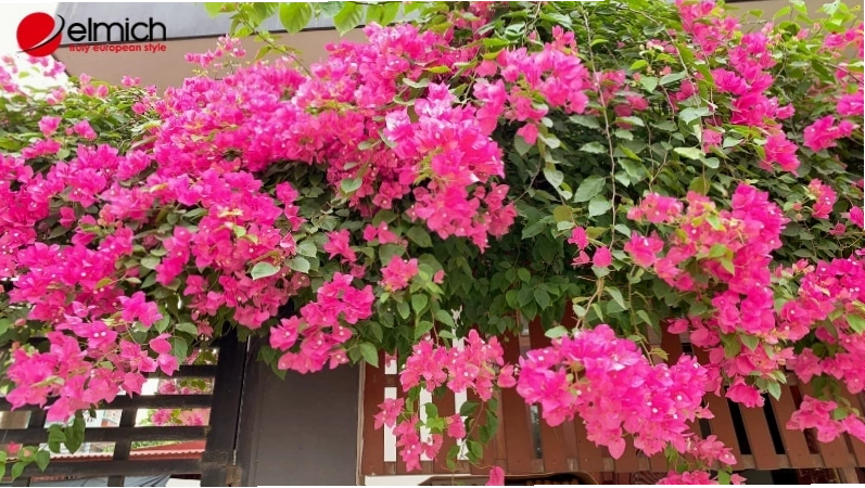 Hoa giấy tượng trưng cho những điều tốt lành và may mắn trong phong thủy
