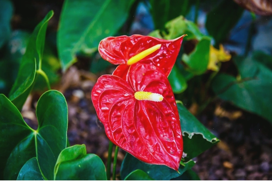 Hoa hồng môn màu đỏ rực rỡ, biểu tượng của may mắn và hạnh phúc