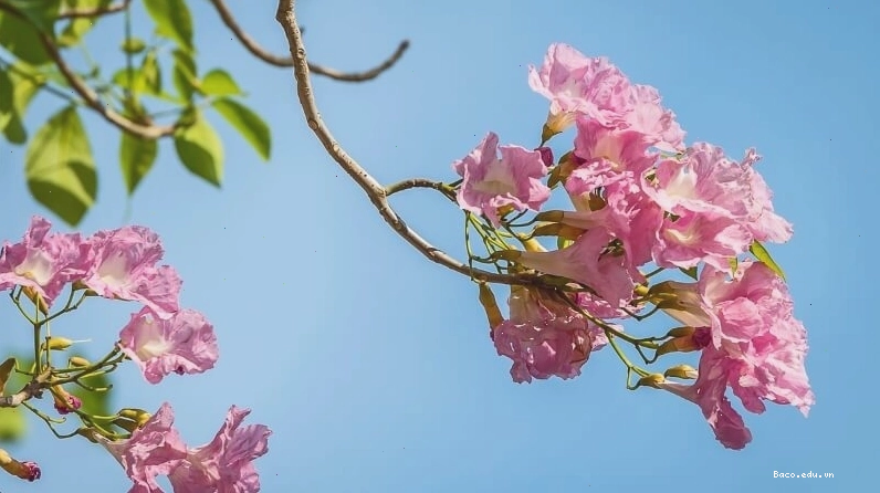 Hoa Kèn Hồng mang sắc hồng thu hút mọi ánh nhìn