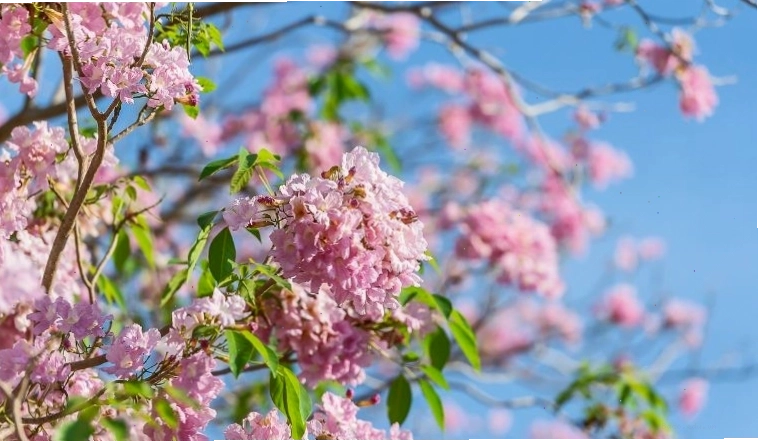 Hoa kèn hồng nở rộ màu hồng đẹp mắt