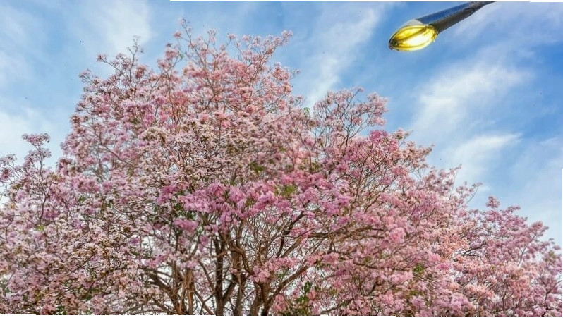 Hoa kèn hồng nở rộ một góc trời