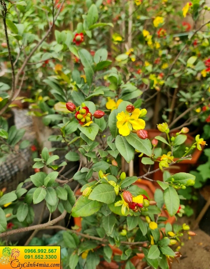 Hoa mai tứ quý với cánh vàng và nhụy đỏ đặc trưng