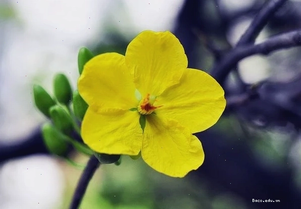 Hoa mai vàng 5 cánh rực rỡ