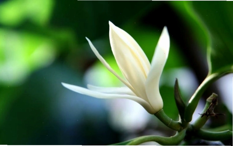 hoa ngoc lan