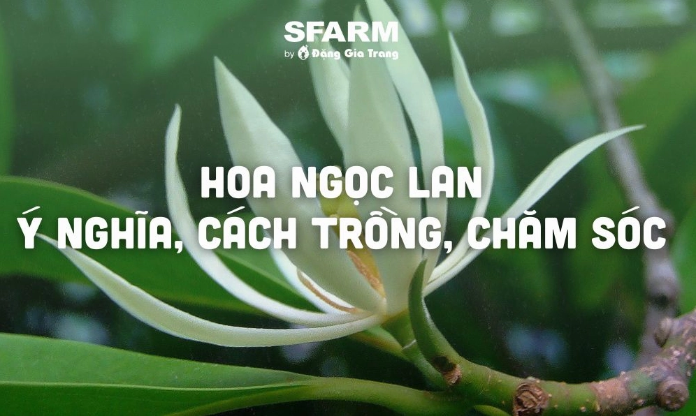 Hoa ngọc lan vẻ đẹp và ý nghĩa trong cuộc sống