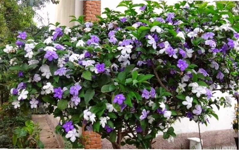 Hoa nhài nhật với sắc tím lãng mạn và quyến rũ