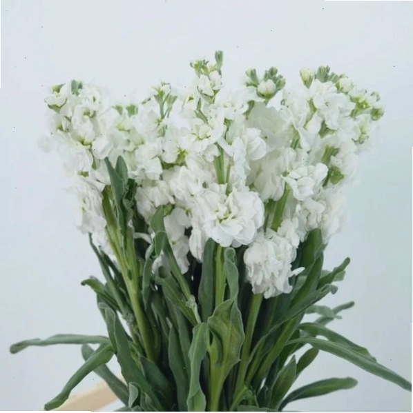Hoa Phi Yến với vẻ đẹp mong manh
