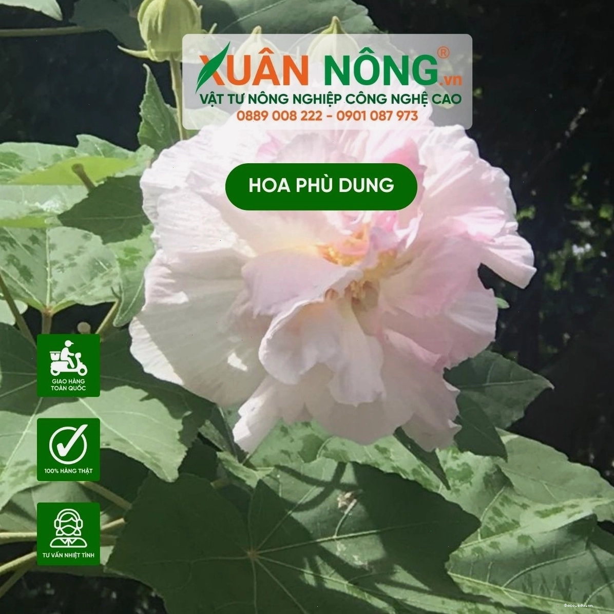 Hoa phù dung với vẻ đẹp mong manh, dịu dàng