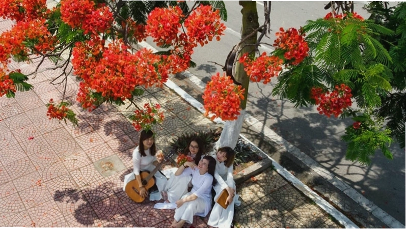 Hoa phượng thường được gọi là hoa học trò