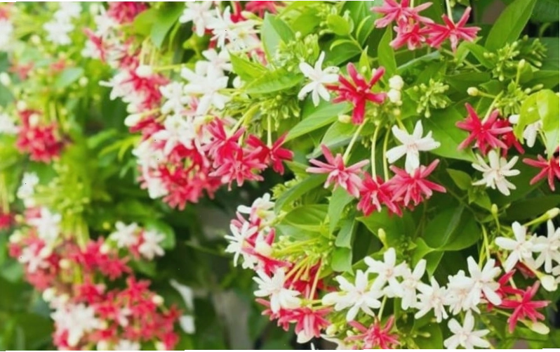Hoa sử quân tử với những chùm hoa rực rỡ